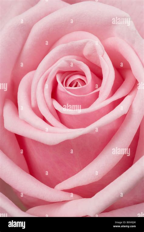 Pink Rose Close Up Stock Photo - Alamy