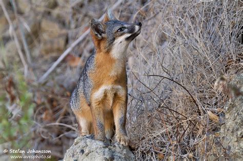 Urocyon littoralis santacruzae