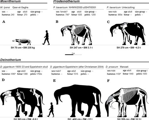 Pygmy Elephant Size Comparison