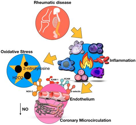 IJMS | Free Full-Text | Inflammation and Coronary Microvascular Dysfunction in Autoimmune ...