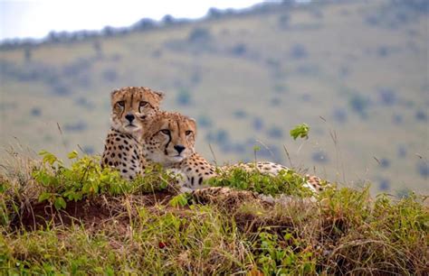 Cheetah Safari Trail 4 Days | Trip Ways