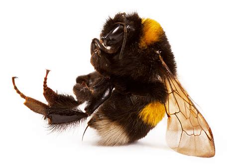 Royalty Free Bee Sting Pictures, Images and Stock Photos - iStock