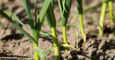 Garlic Plant Care Guide: Grow, Nurture & Harvest Like a Pro