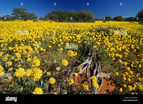 Yellow meadow of wildflowers, Western Australia, Australia Stock Photo ...