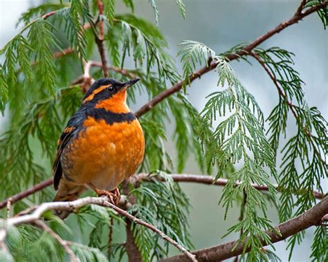 Varied Thrush Bird Image, Nature Photo, Bird Photo, Wildlife Photo. - Etsy