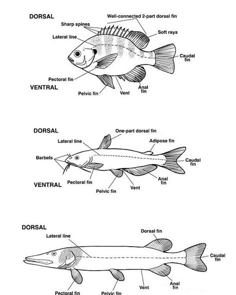 Koaw Illustrations Fish Identification Morphology, Anatomy,, 56% OFF