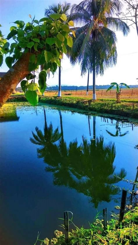 Kerala, Paddy Fields, Pond and Banyan Tree!