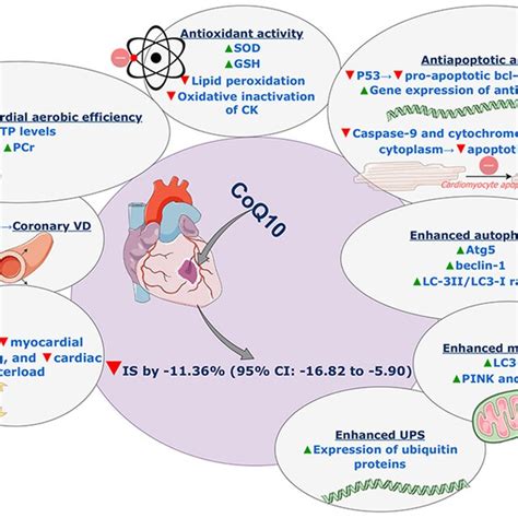 of involved potential mechanisms of action of coenzyme Q10 reducing... | Download Scientific Diagram