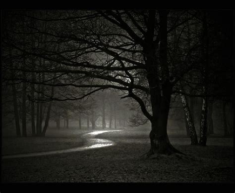 werewolf-forest-night-dark[1] | Night forest, Dark forest, Winter trees