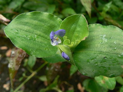 Commelina benghalensis L. - a photo on Flickriver