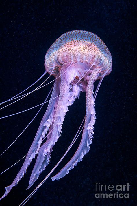 Mauve Stinger Jellyfish #3 Photograph by Alexander Semenov/science Photo Library - Pixels