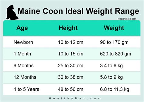 Maine Coon Weight Chart By Age, Height And Weight