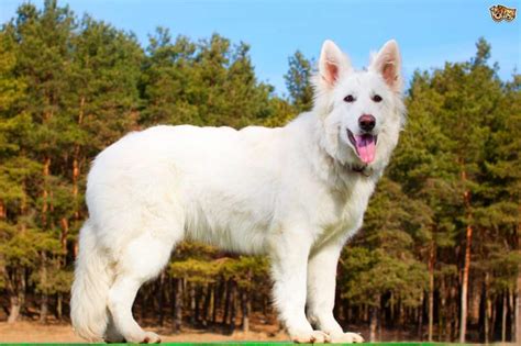 The White Swiss Shepherd Dog - Curious About This Majestic Dog?