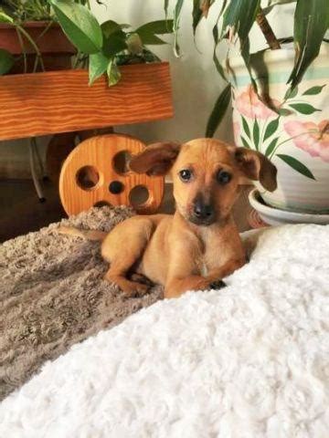 Miniature Pinscher/Dachshund/Rat Terrier Mix Puppies - 10 Weeks Old for ...