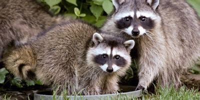 Raccoon Identification, Habitats & Behavior | Batzner Pest Control in WI