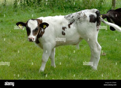 Holstein x Belgian Blue suckler calf on pasture, Devon, June Stock Photo - Alamy