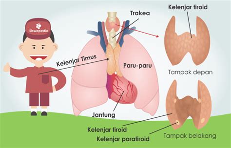 rangkuman kelenjar pituitari - Elizabeth Dowd