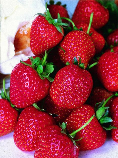 Popular Strawberry Varieties to Grow | HGTV