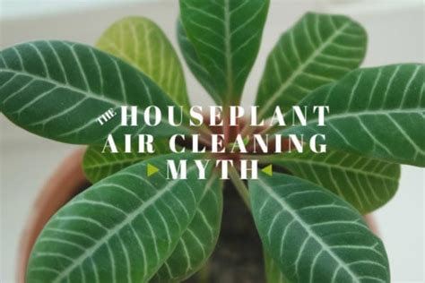 Do Houseplants Really Purify the Air? Spoiler Alert: No | Empress of Dirt