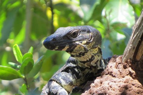 Goanna attacks elderly couple in 'horrific and freak ordeal' - ABC News