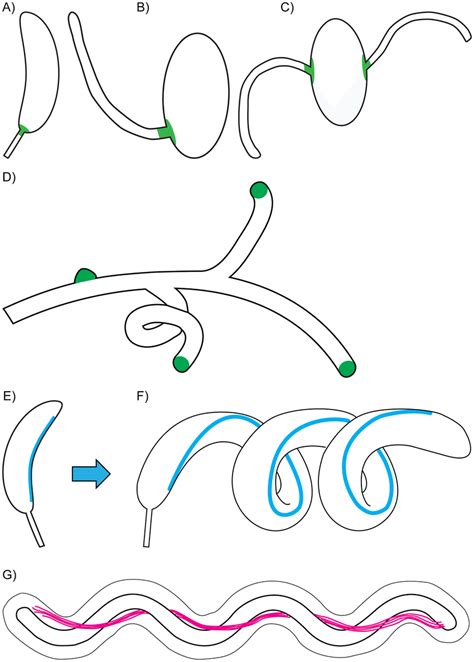 Different mechanisms underlie the evolution of morphogenesis. (A–C) In ...