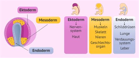 Gastrulation und Entwicklung der Organe des Babys