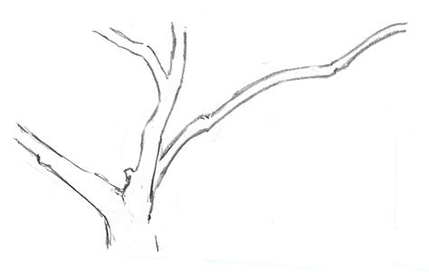 Tree Branch Drawing at PaintingValley.com | Explore collection of Tree Branch Drawing