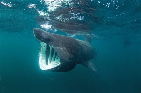 Does a Basking Shark Have Teeth? - American Oceans