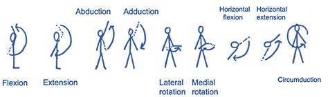 Shoulder Flexion Vs Extension