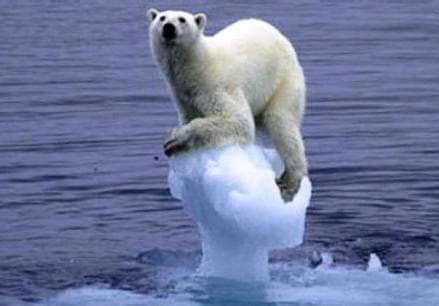 The Polar Bear Could Become Extinct by 2100 - SnowBrains