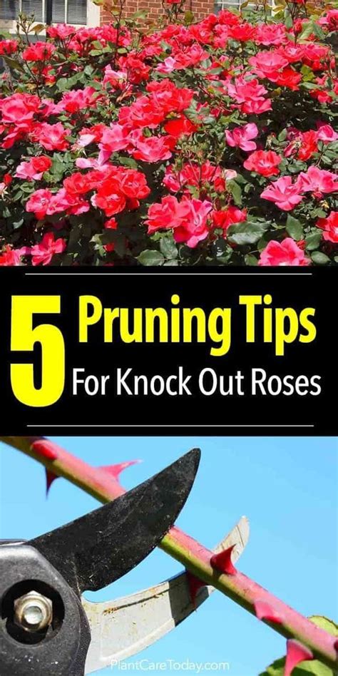 Learn to Prune Knockout Roses is part of growing this hot, colorful, prolific, minimal care ...