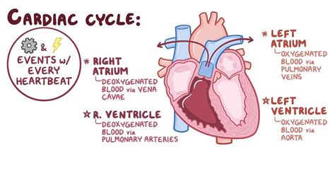 In The Cardiac Cycle Diastole Is : Know Ur Heart Cardiac Cycle : This ...