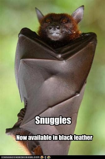 Funny Quotes About Bats. QuotesGram