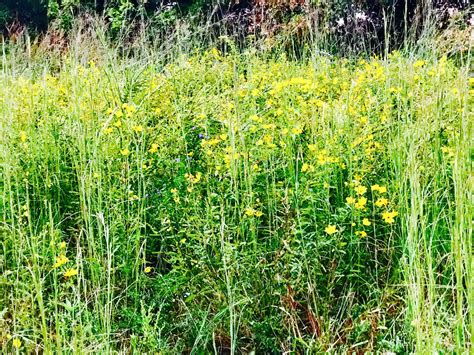 Kentucky's Native Grasses and Allergies go together like peanut butter ...