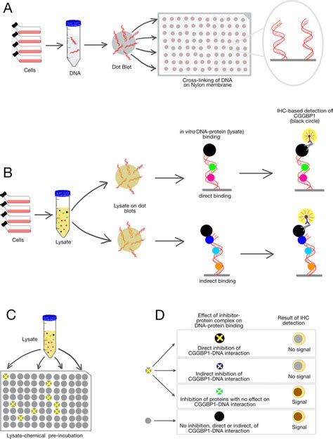 A schematic representation of the Dot-Blot and ImmunoDetection (DBID)... | Download Scientific ...