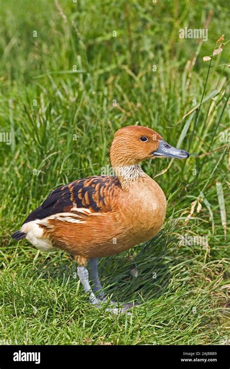 FULVOUS WHISTLING DUCK (Dendrocygna bicolor). Distribution includes areas within North and South ...