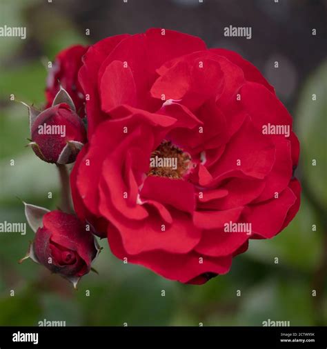 Orange or deep orange-red Floribunda Ponderosa roses with mild fragrance Stock Photo - Alamy