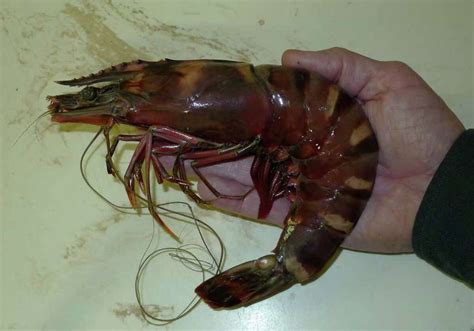 Giant shrimp invaders threaten Gulf ecosystem