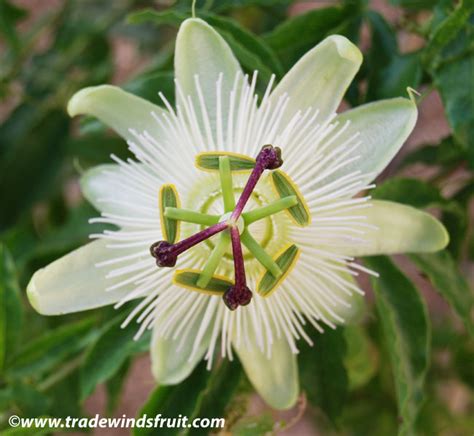 Blue Passion Flower - Passiflora caerulea - Seeds