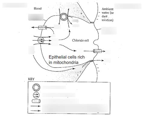 Osmotic Balance Diagram | Quizlet