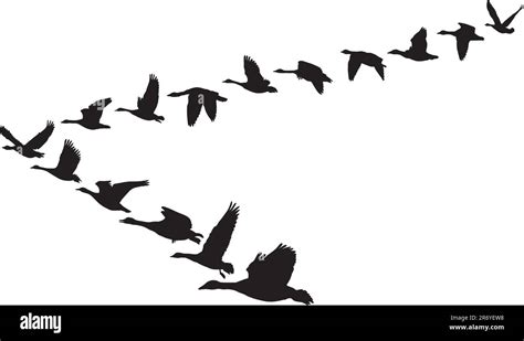 Black and white illustration in the form of flying geese units Stock Vector Image & Art - Alamy