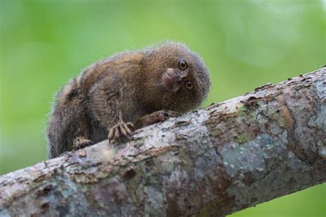 Pygmy Marmoset | Sean Crane Photography