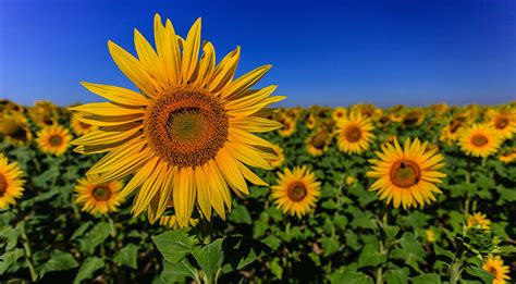 Fonds d'ecran Tournesols Champ Beaucoup Fleurs télécharger photo