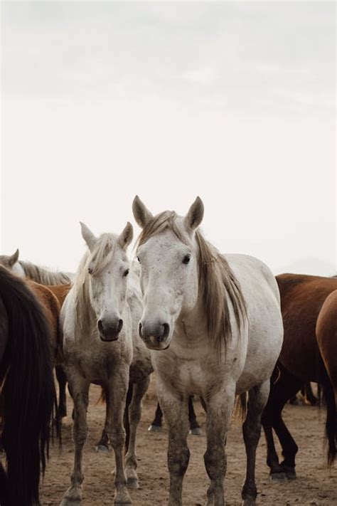 White Horses in Herd · Free Stock Photo