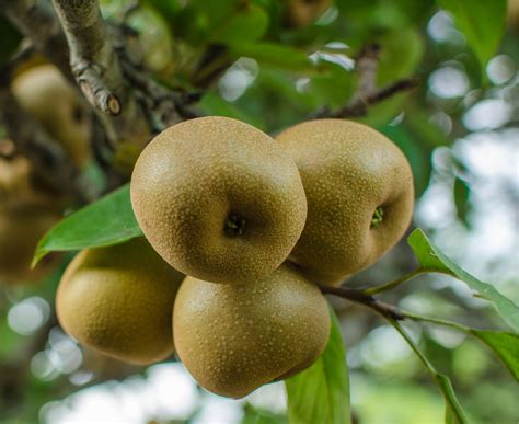 Korean Giant Asian Pear Tree - Ison's Nursery & Vineyard