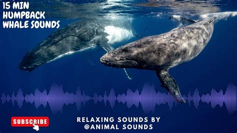 Relaxing HUMPBACK WHALE UNDERWATER SOUND!15 MIN whale sounds to relax !#whale #humpbackwhales ...