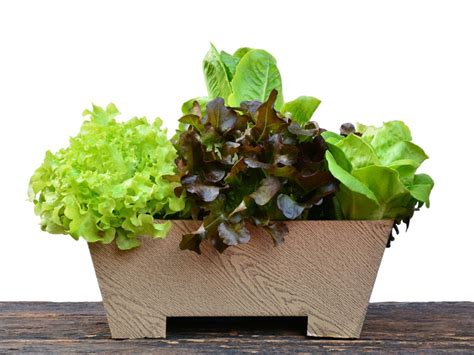 Tips For Growing Lettuce In Containers | Gardening Know How