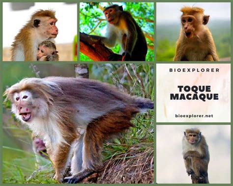 Toque Macaque Characteristics | Macaca Sinica Diet & Facts | BioExplorer