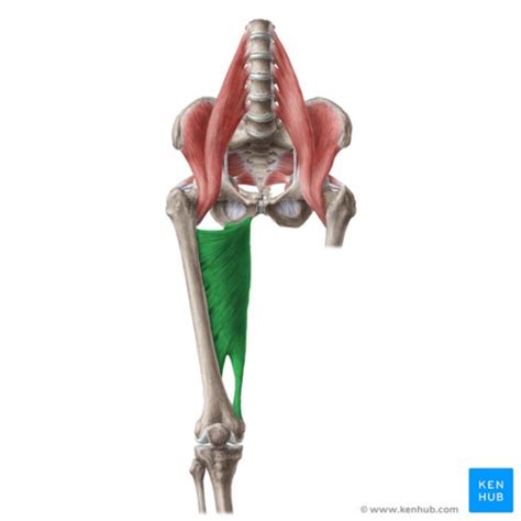 Adductor Magnus - Physiopedia