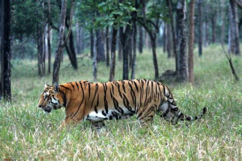 Indian Tiger Reserve: A Wildlife Enthusiast’s Guide | National parks ...